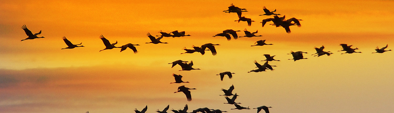 CONCORDANCE CONSEIL vol formation