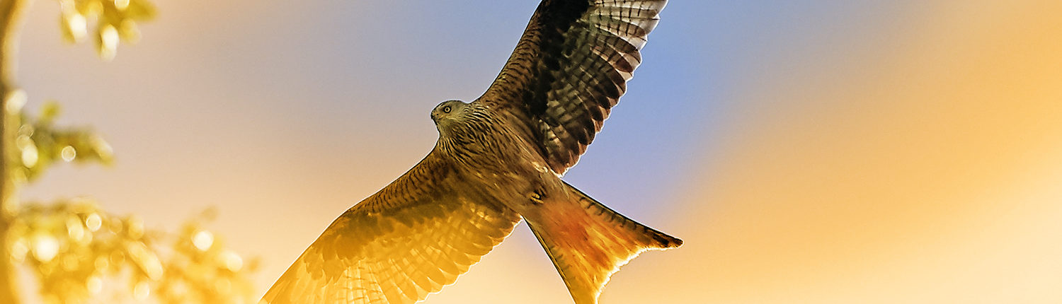 CONCORDANCE CONSEIL faucon hauteur 2