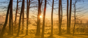 CONCORDANCE CONSEIL forêt méthodes