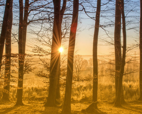 CONCORDANCE CONSEIL forêt méthodes