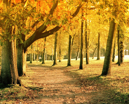 CONCORDANCE CONSEIL FORET NANTES